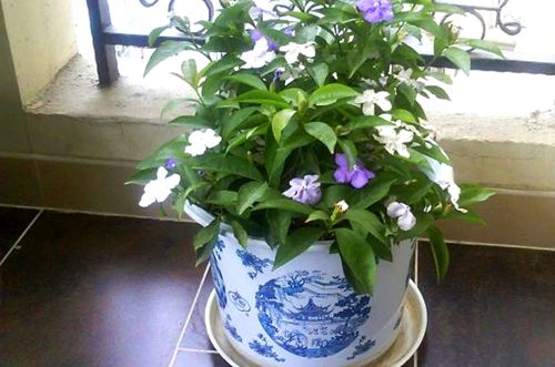 上虞双色茉莉为什么不开花