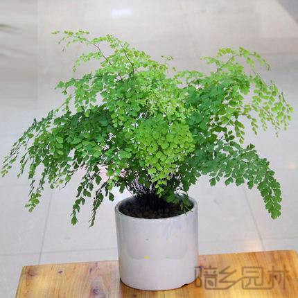 杭州绿植租赁-铁线蕨