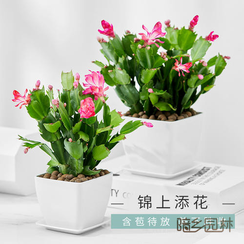 万州花卉租摆-蟹爪兰