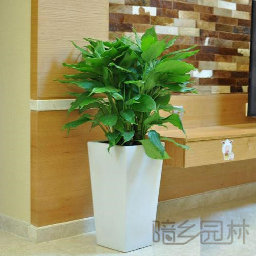 杭州绿植租赁 -万年青