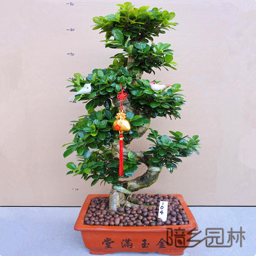 万州绿植租赁-摇钱树盆景