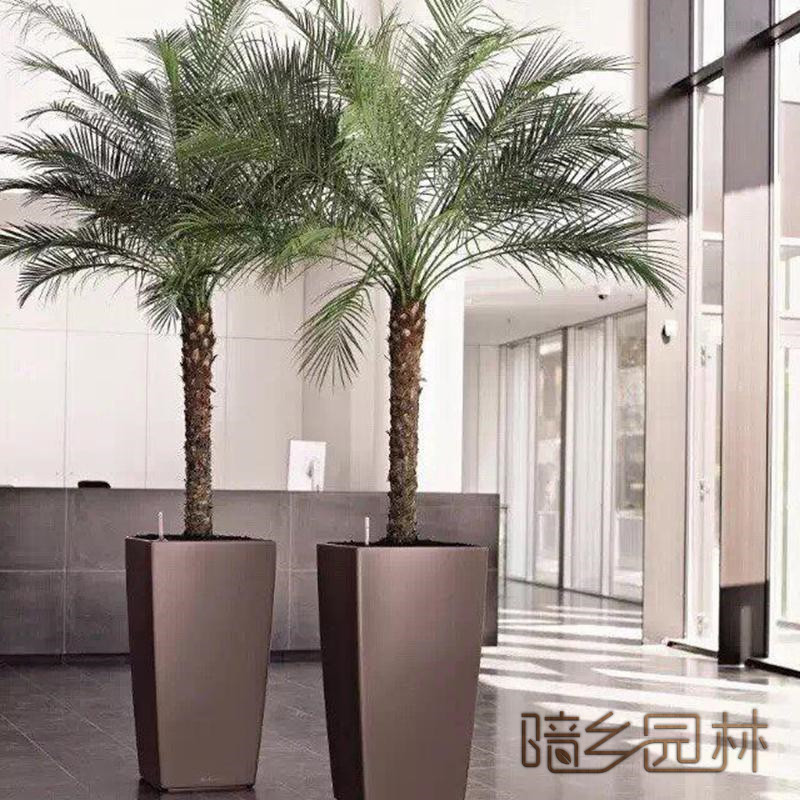 万州绿植租赁-针葵