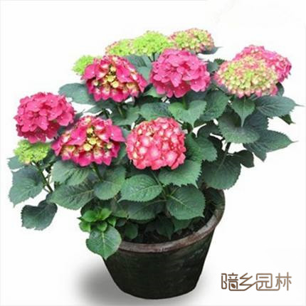 万州花卉租摆-绣球花